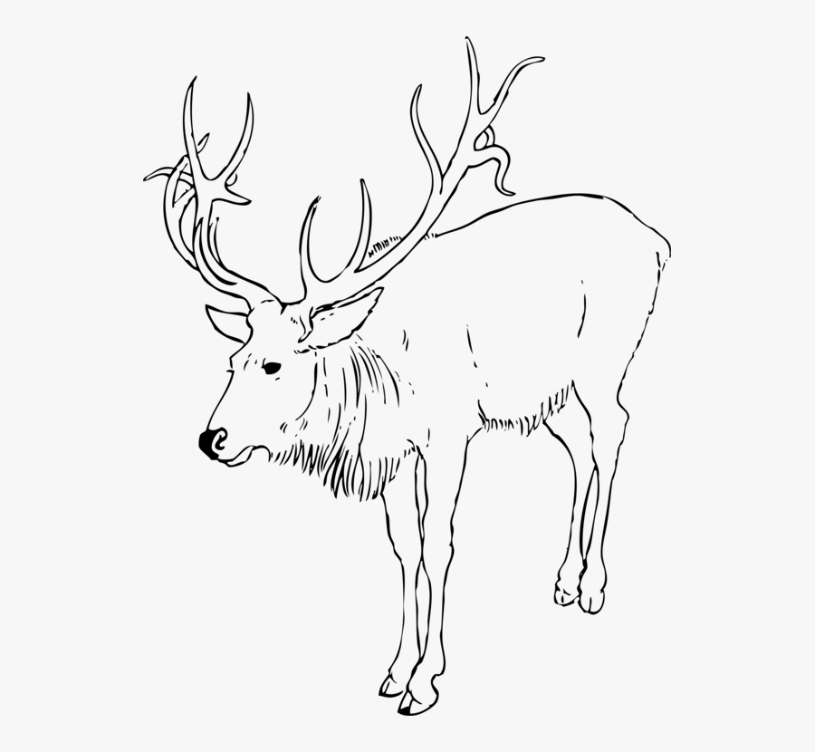 Line Art,wildlife,elk - Caribou Animal Black And White, Transparent Clipart