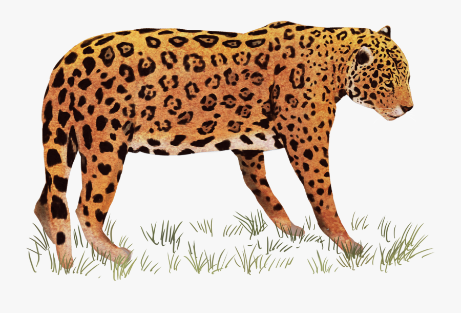 Indian Leoport, Transparent Clipart