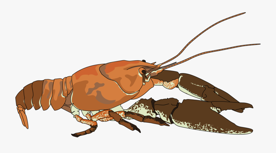 Are You Looking For A Crayfis - Crayfish Clip Art, Transparent Clipart