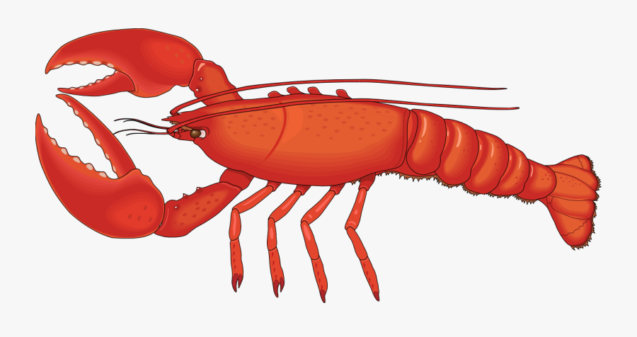 Crawfish Vector Spiny Lobster - Lobster Png, Transparent Clipart