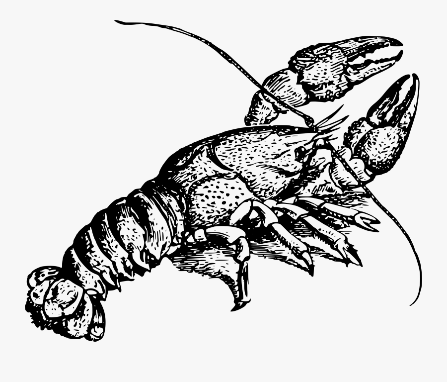 Art,monochrome Photography,fish - Crayfish Drawing, Transparent Clipart
