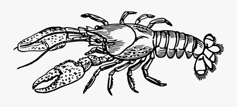 Crawfish Clip Art 29, - Clip Art Black And White Lobster, Transparent Clipart