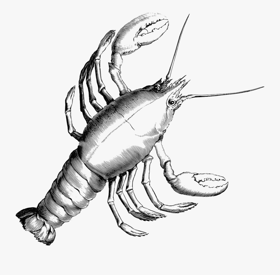 Crustacean Crayfish, Transparent Clipart