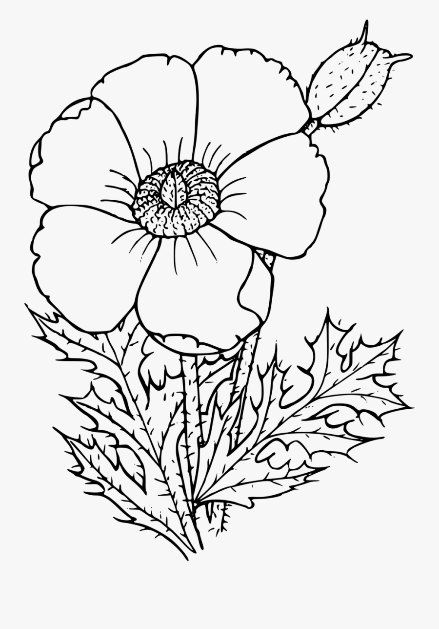 Sacramento Mountains Prickly Poppy - Poppy Drawing Png, Transparent Clipart