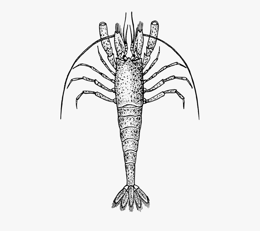Spiny Lobster, Crayfish, Crawfish, Crab, Animal - Transparent Zooplankton Png, Transparent Clipart