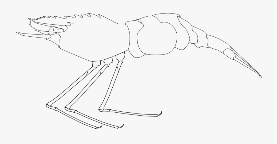 Spiny Lobster Shellfish Crayfish Free Picture - Line Art, Transparent Clipart
