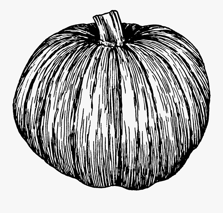 Pumpkin Illustration Black And White, Transparent Clipart