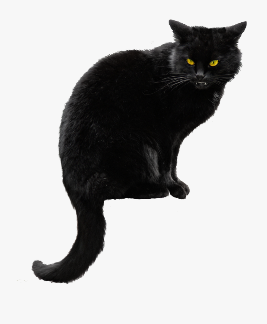 Cat Png White - Black Cat Transparent Background, Transparent Clipart