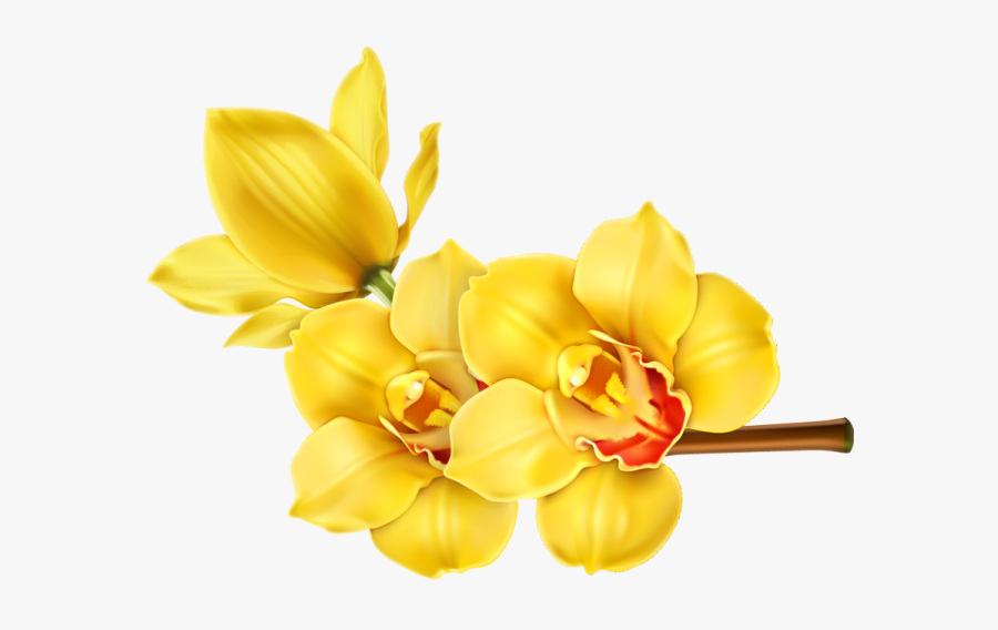 Transparent Yellow Orchid Png, Transparent Clipart