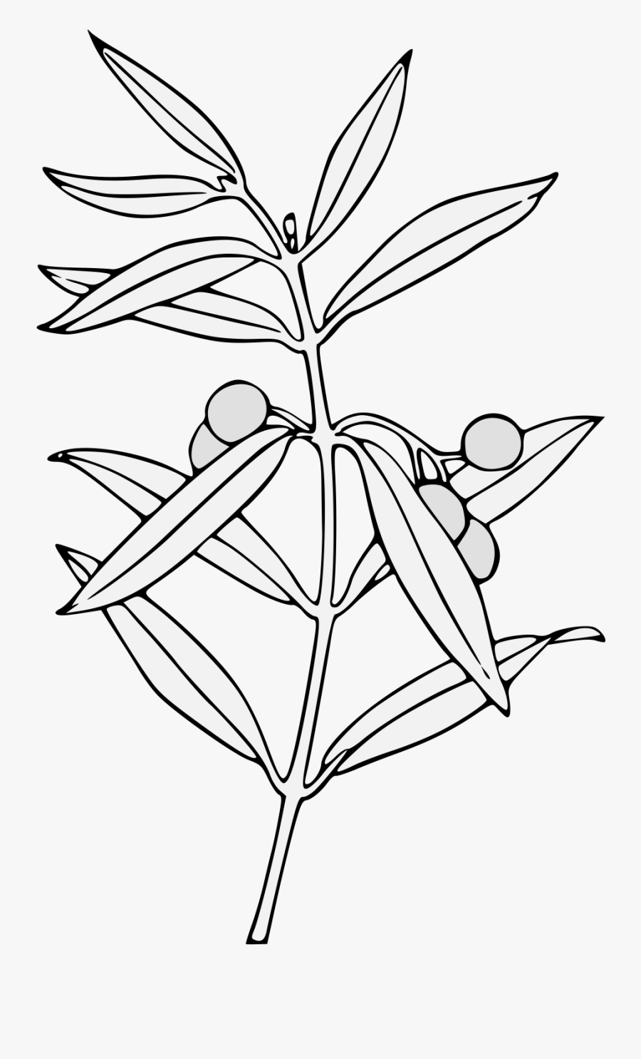 Olive Drawing Png, Transparent Clipart