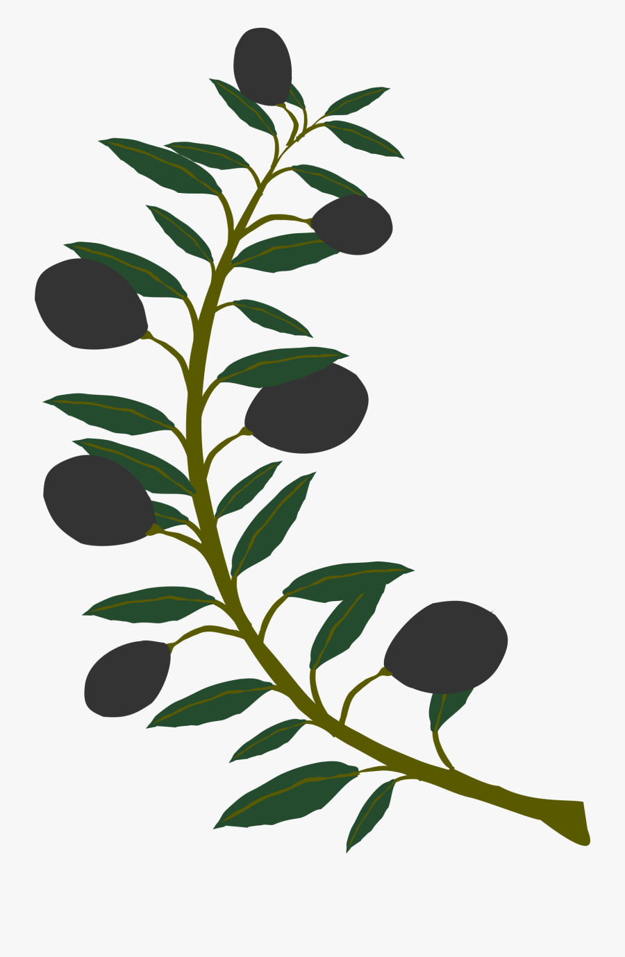 Olive Branch Black Olive - Clip Art Olive Tree Branches, Transparent Clipart