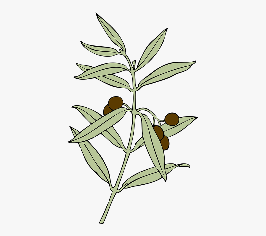 Olive Branch Peace Offering, Transparent Clipart