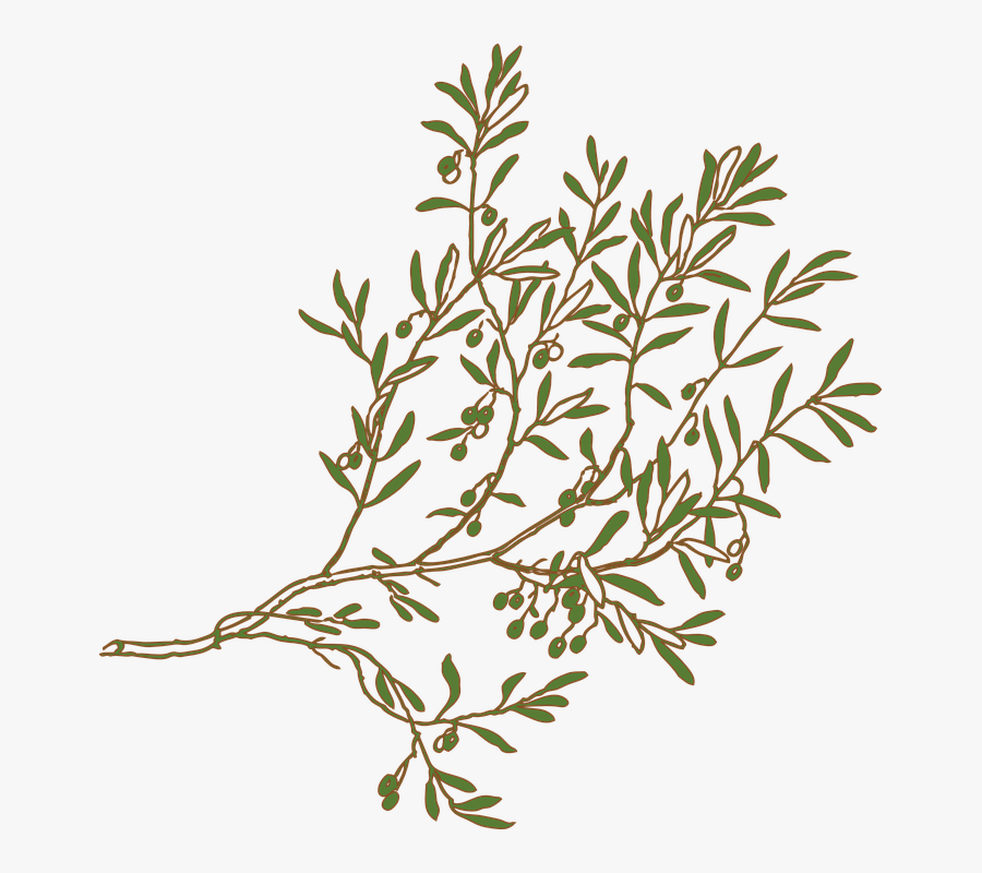 Mediterranean Clipart Olive Tree Branch - Olive Tree Branch Png, Transparent Clipart