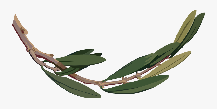 Botany,plant,flower - Clip Art Olive Tree Leaves Png, Transparent Clipart