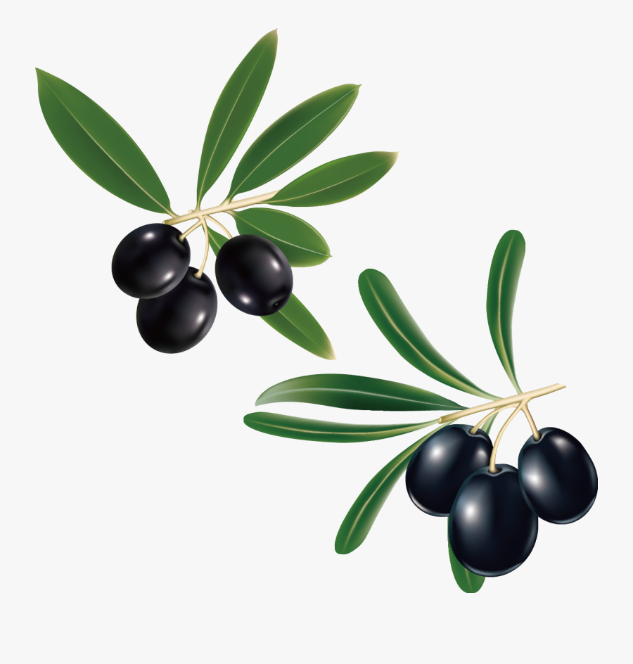 Clip Art Olive Branch Photo - Transparent Background Black Olive Clipart, Transparent Clipart