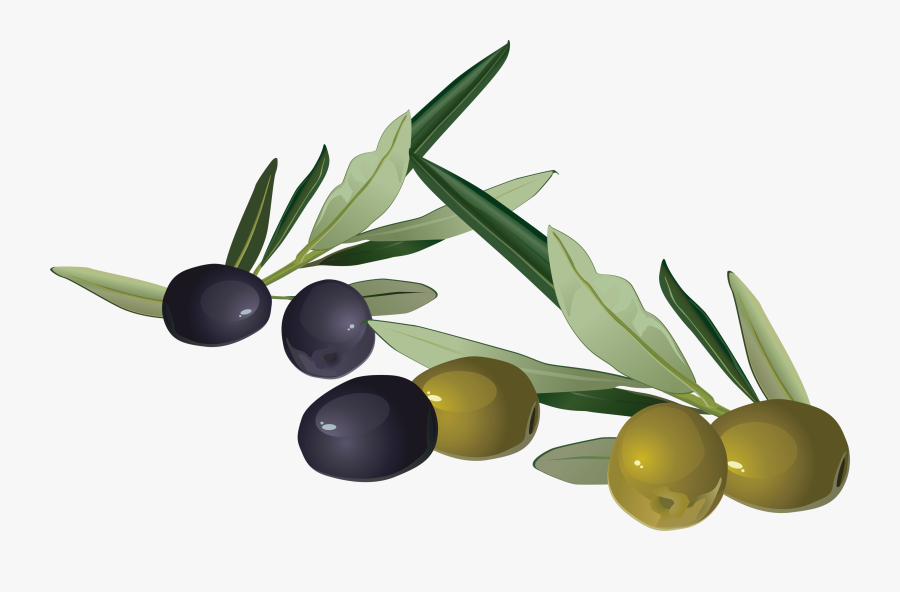 Olive Vector Free Download, Transparent Clipart