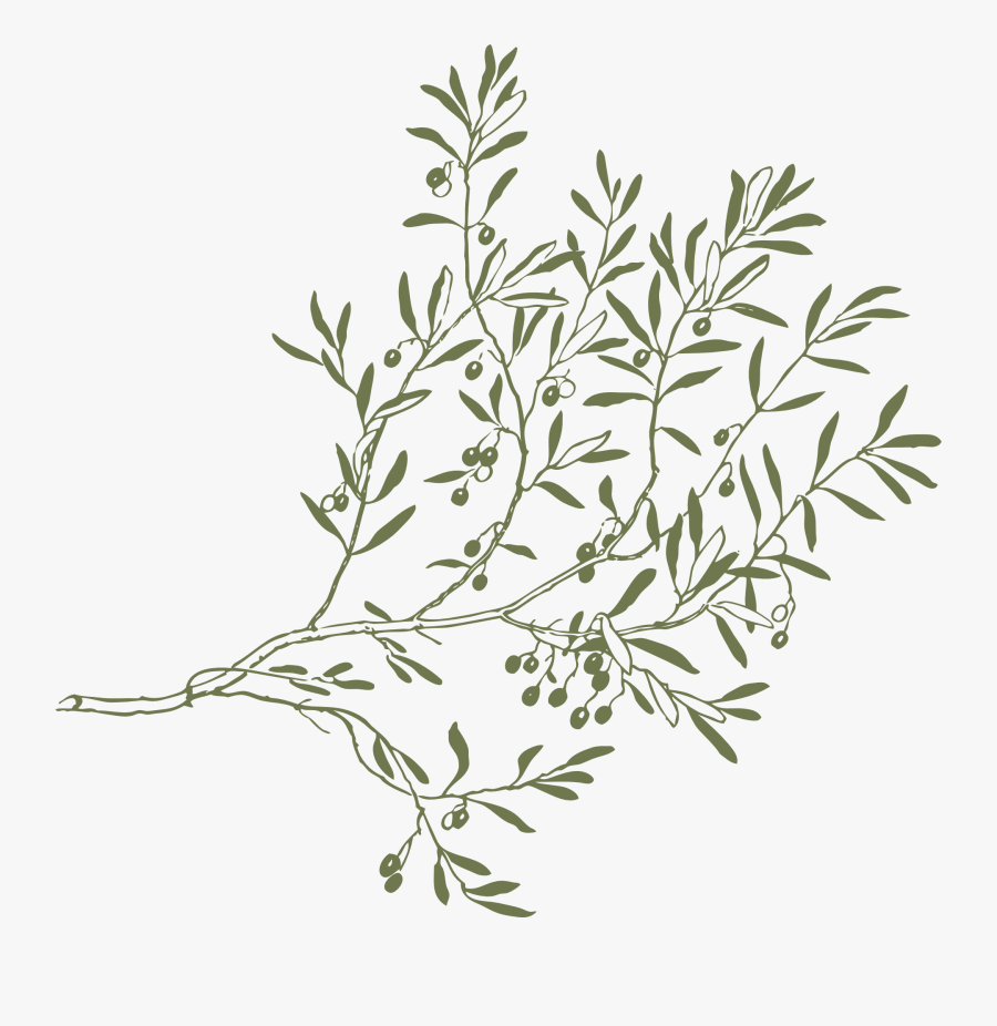 Olive Branch Clip Art, Transparent Clipart