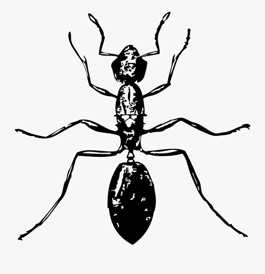 Ant - Insect Black And White, Transparent Clipart