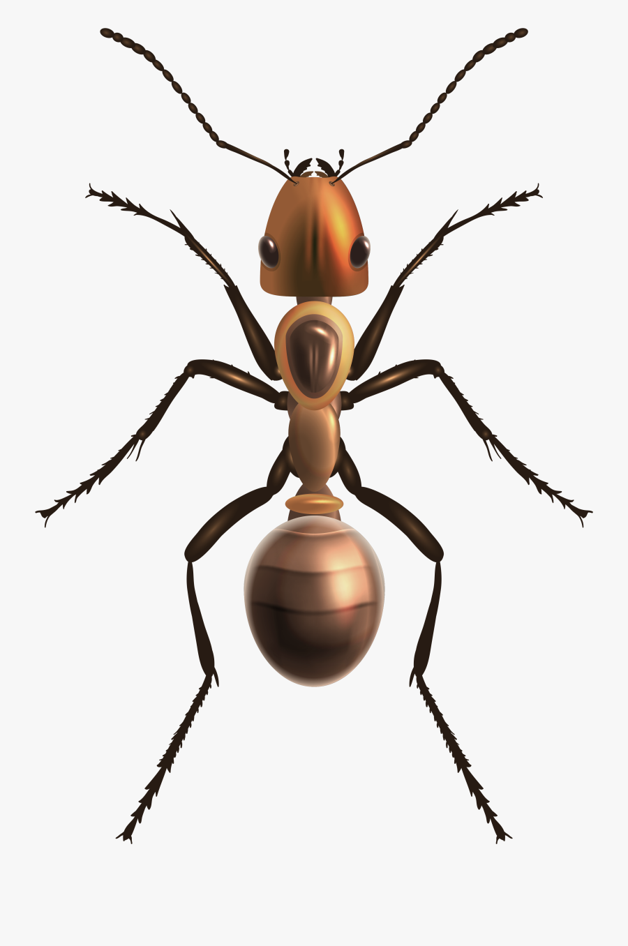 Ant Png Clip Art - Ant Png, Transparent Clipart