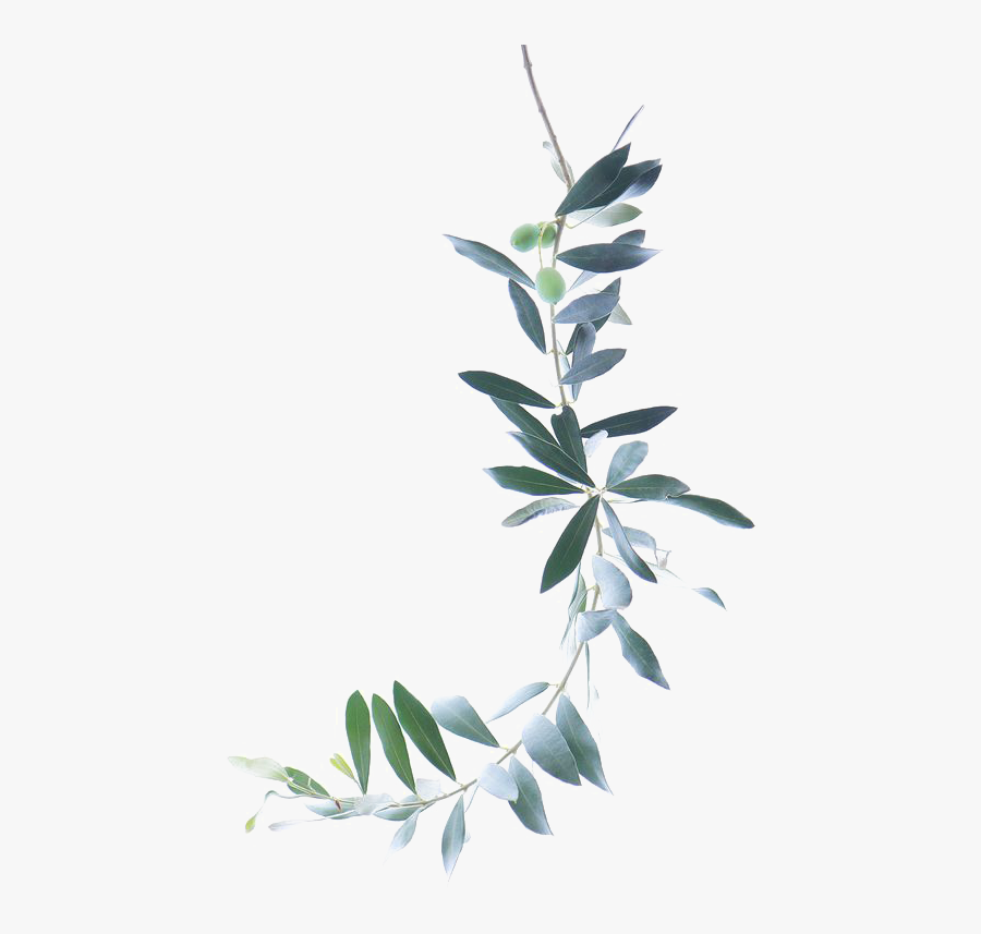 Pintura A La Acuarela Rama De Olivo - Olive Branch Watercolor Free, Transparent Clipart