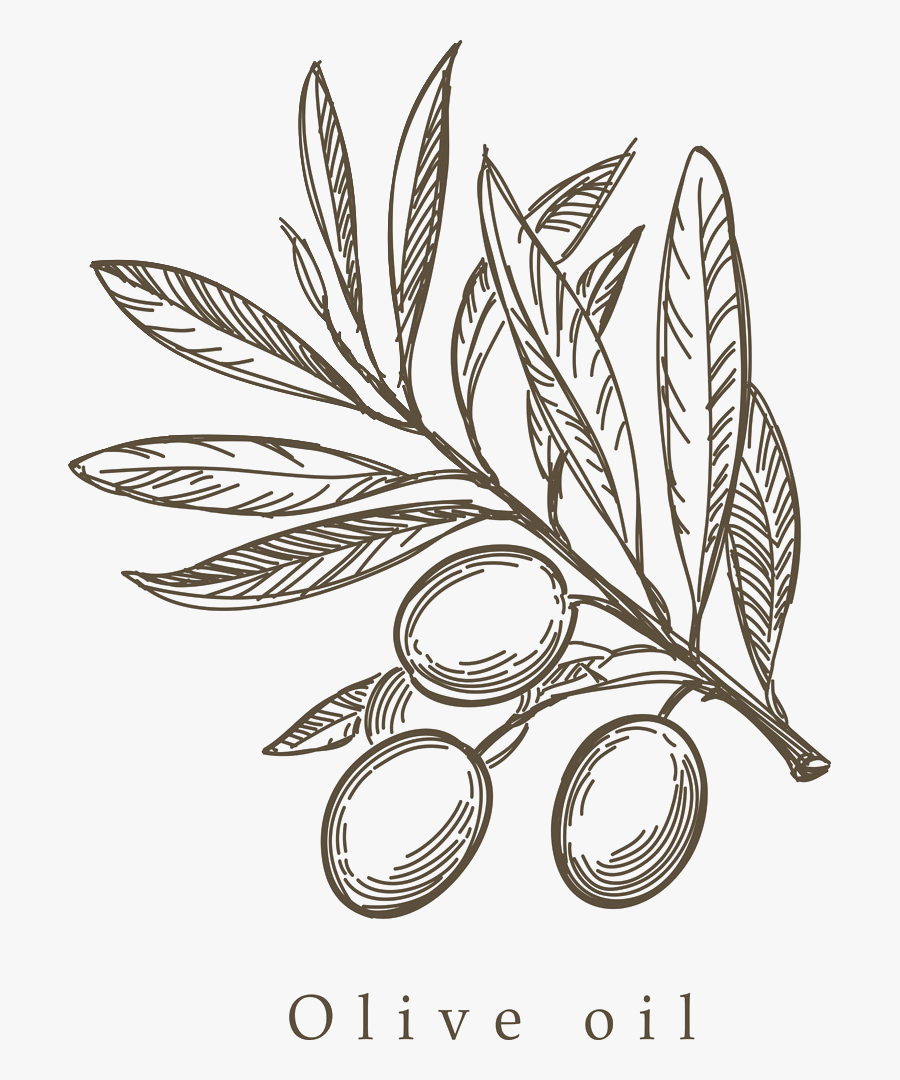 Mediterranean Cuisine Olive Drawing Sketch - Olive Branches Png Drawing, Transparent Clipart