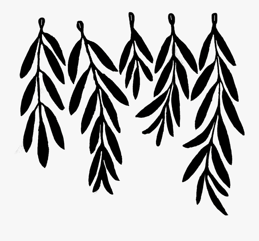 Hd Olive Leaf Drawing Png Download - Olive Branch, Transparent Clipart