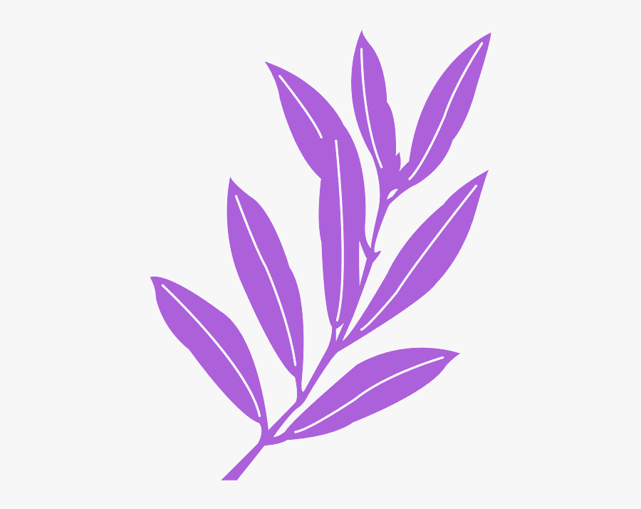 Folha De Oliva, Transparent Clipart