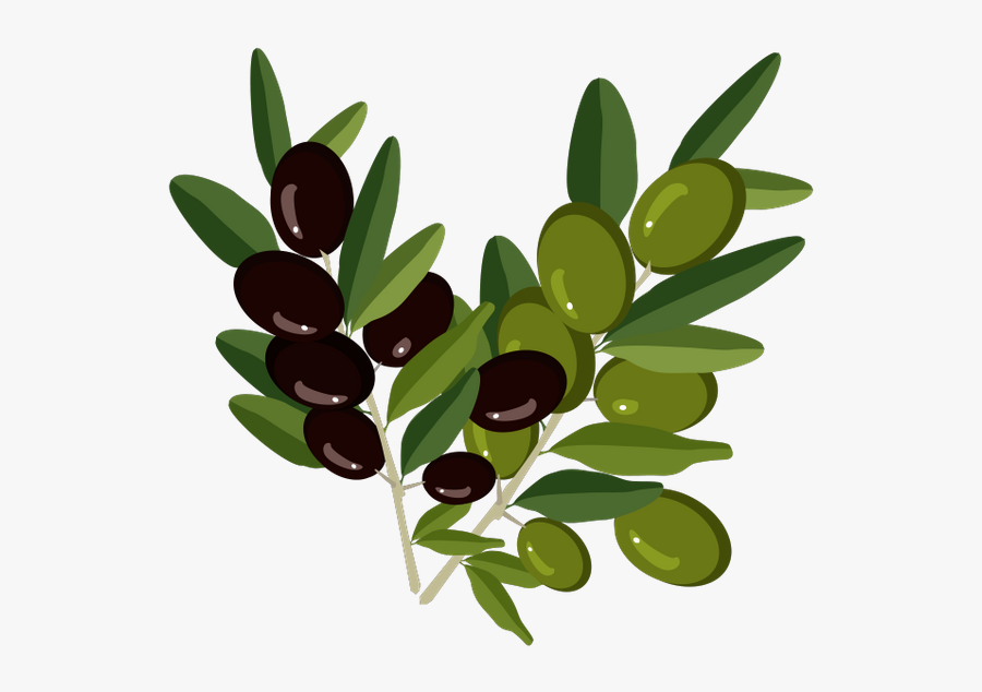 Оливки, Веточка Оливы, Olive Branch, Oliven, Olivenzweig, - Olive Oil Bottle Sticker, Transparent Clipart