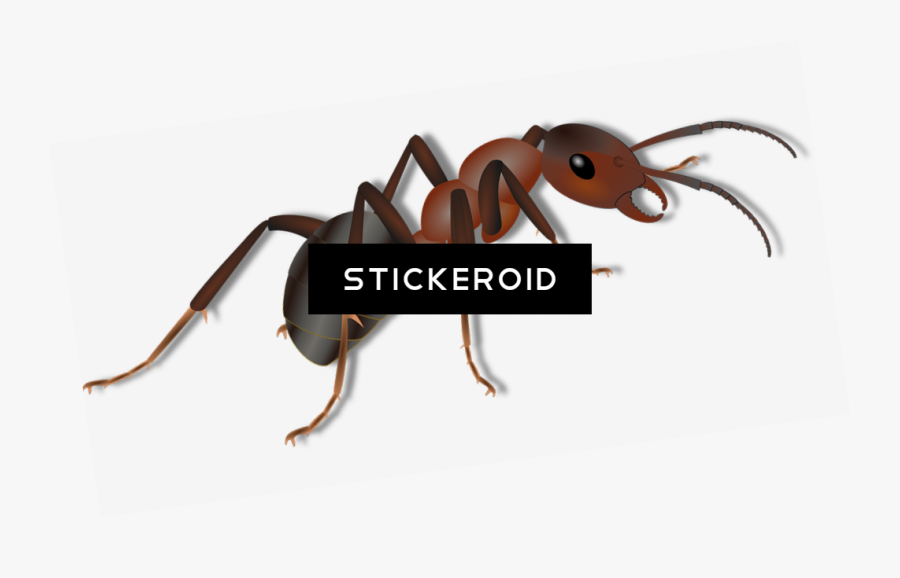 Ant Ants Clipart , Png Download - Dibujo De Hormiga Roja De Fuego, Transparent Clipart