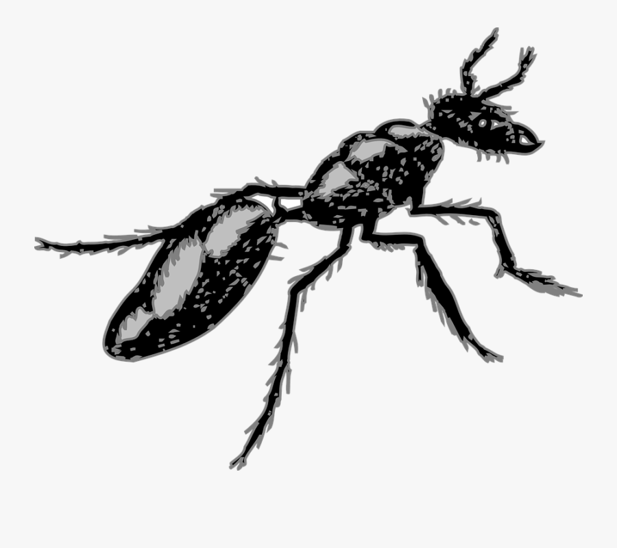 Ant Clipart Body - Segmented Body Insect, Transparent Clipart