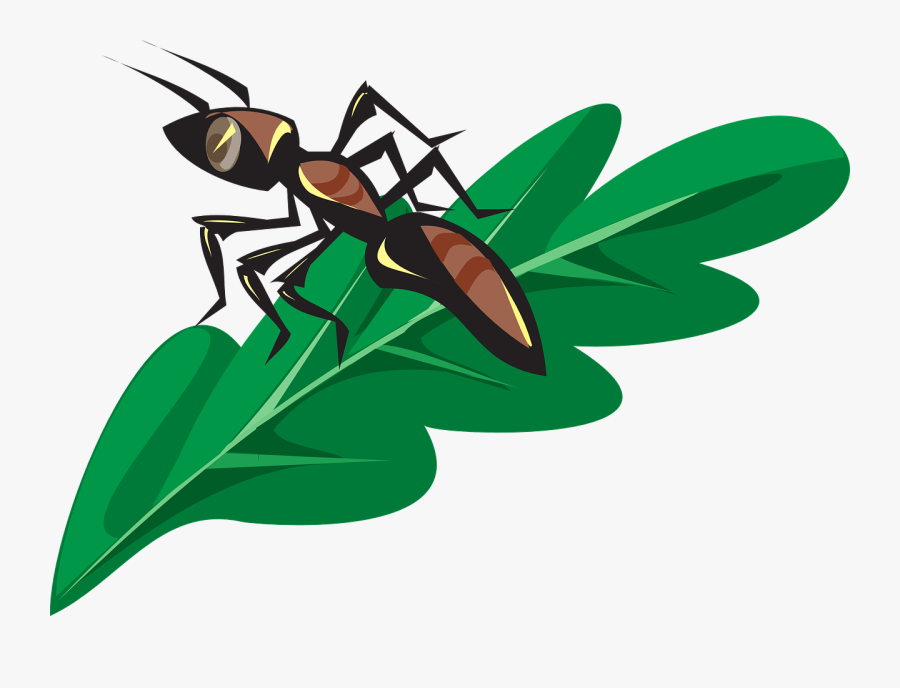 Ant On A Leaf Clipart, Transparent Clipart