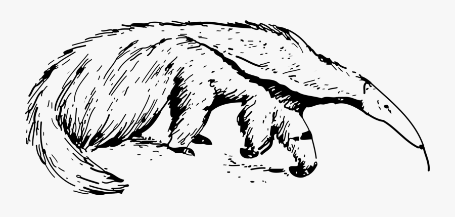 Transparent Aardvark Png - Ant Eater Clip Art, Transparent Clipart
