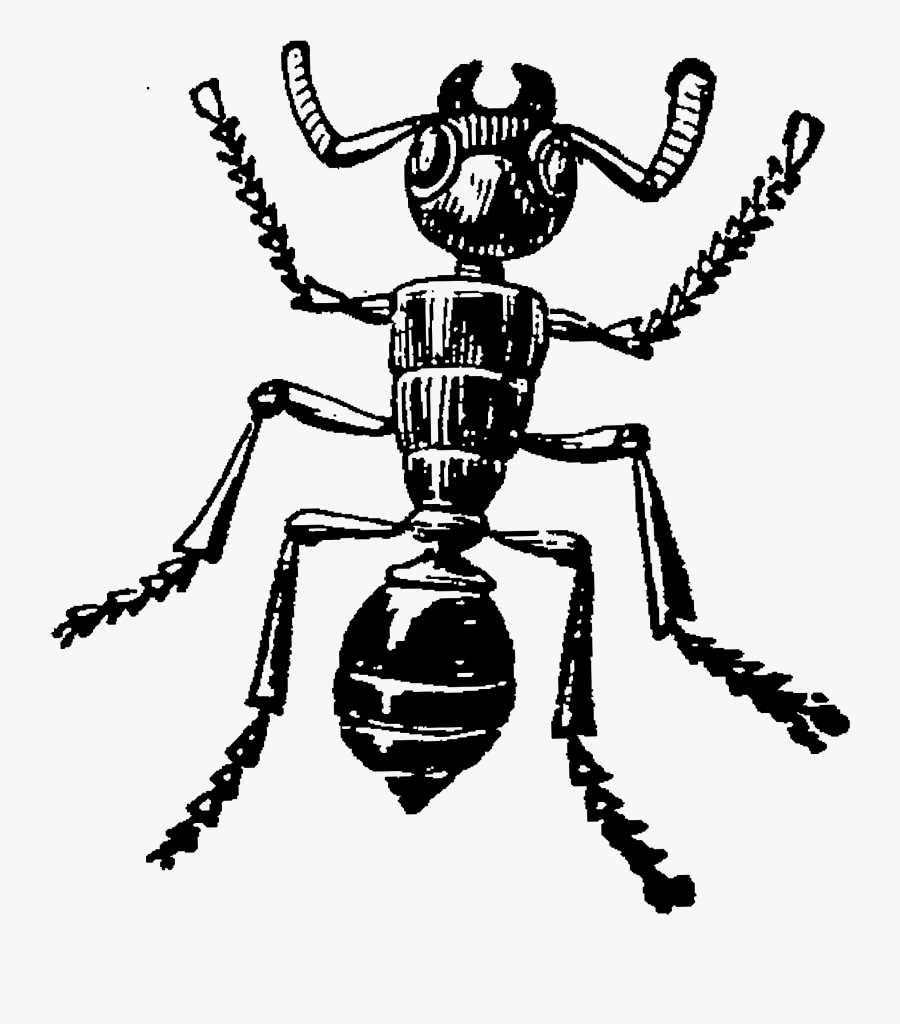 Ant, Transparent Clipart
