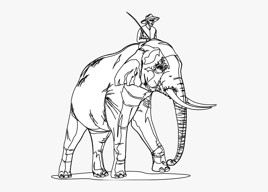 Artfavor Elephant 3 Black White Line Art 555px - Indian Elephant, Transparent Clipart