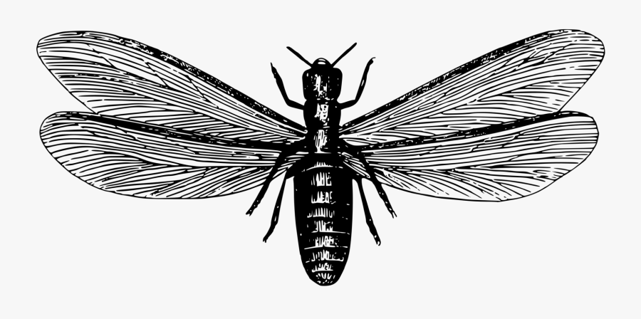 Butterfly,fly,symmetry - Flying Termite Clipart, Transparent Clipart