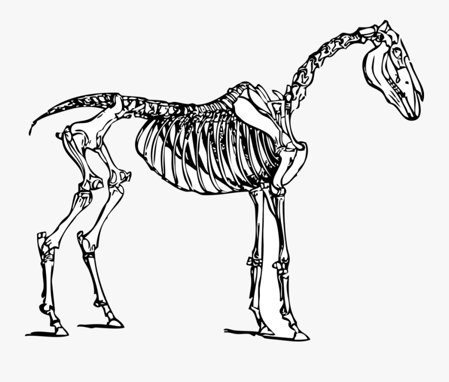 Skeleton,monochrome Photography,carnivoran - Horse Skeleton Clipart, Transparent Clipart