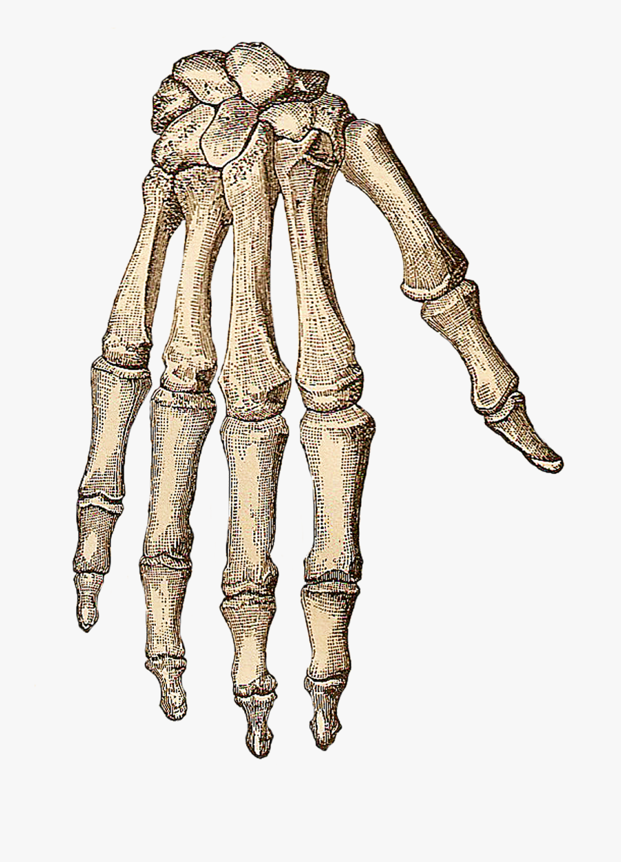 Human Skeleton Hand Png, Transparent Clipart