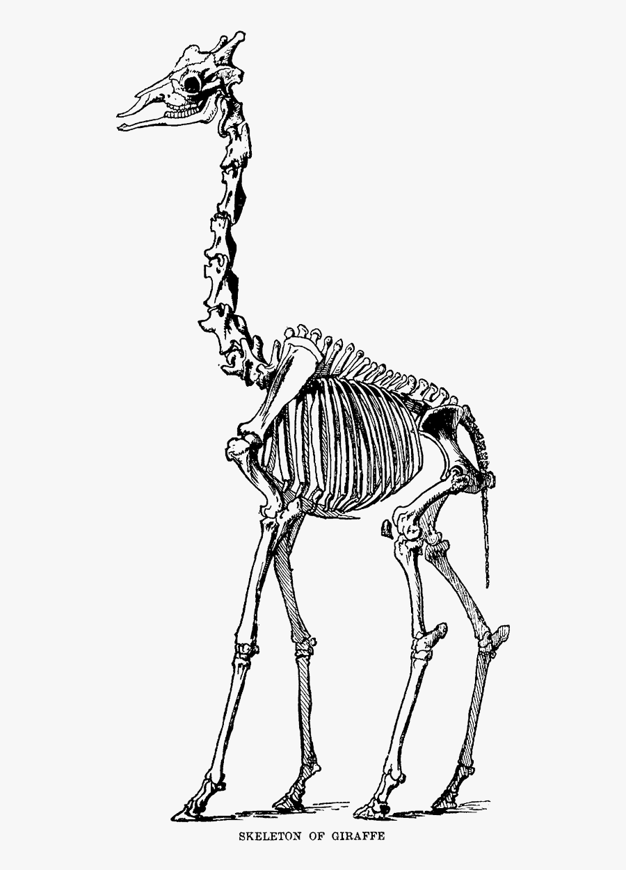 Front Skeleton Of Giraffe, Transparent Clipart