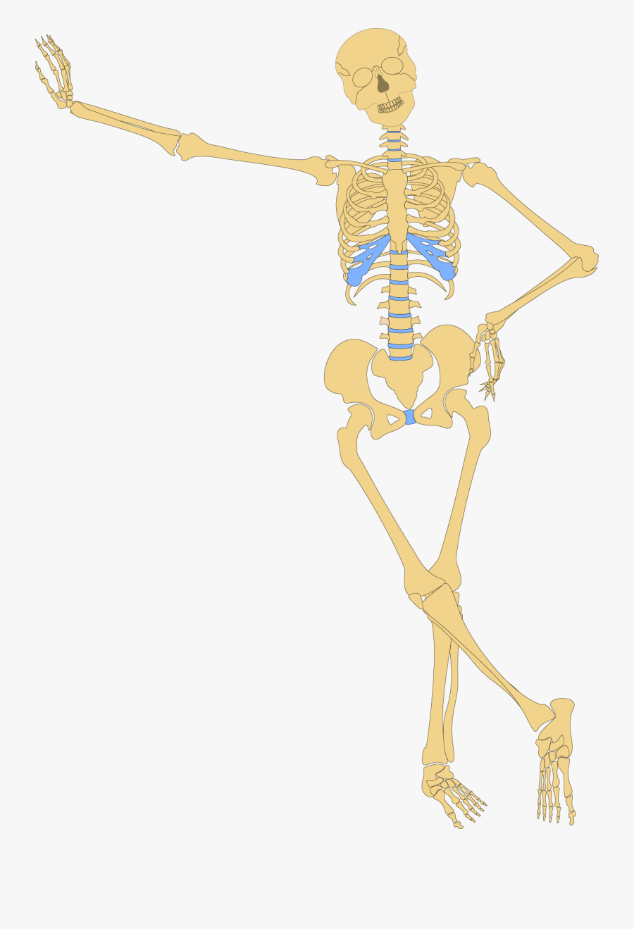 Human Skeleton, Transparent Clipart