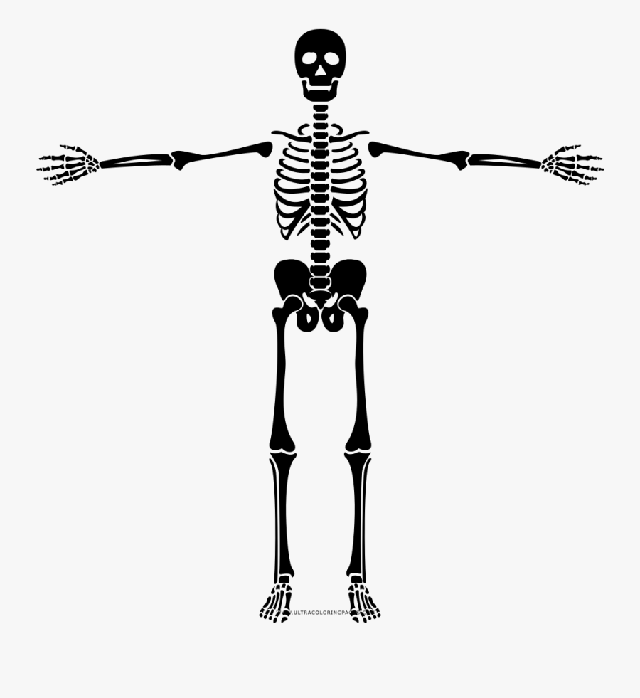 Skeleton Coloring Page Skeleton Coloring Page Ultra - Desenho De Um Esqueleto, Transparent Clipart