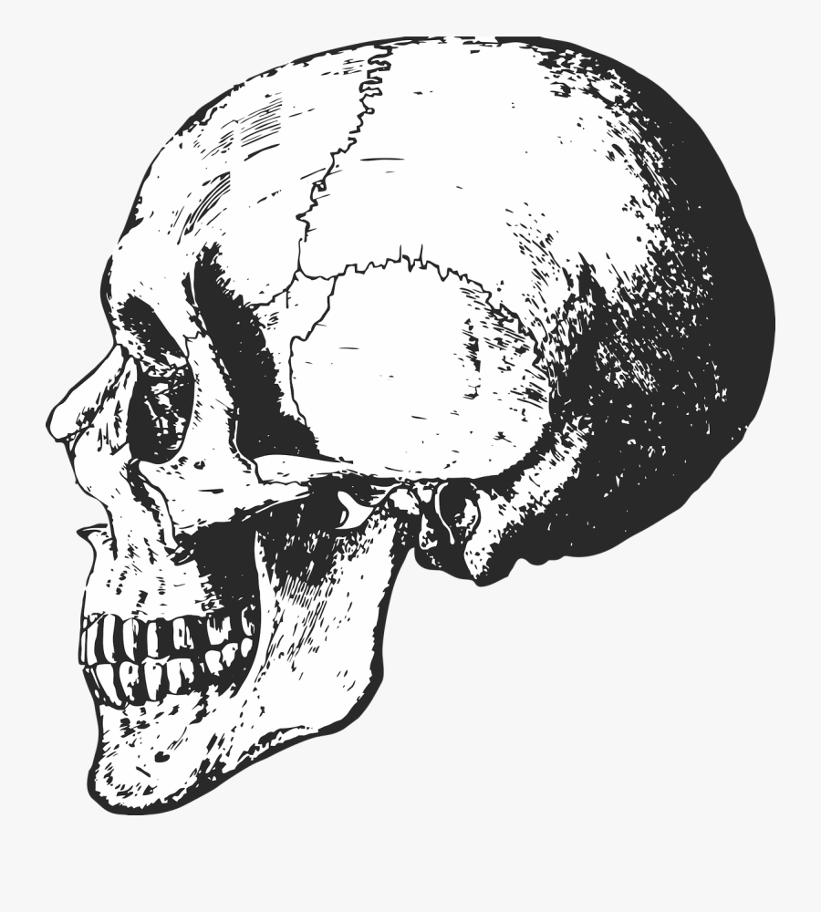 Collection Of Skeleton Pictures For Halloween - Skeleton Skull Transparent Background, Transparent Clipart