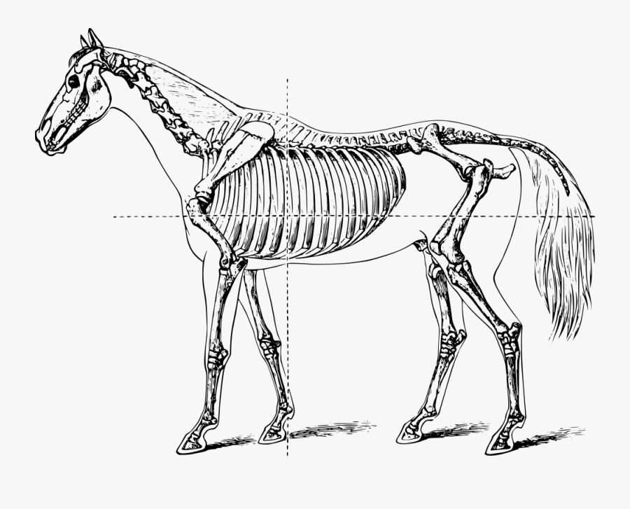 Full Horse Skeleton, Transparent Clipart