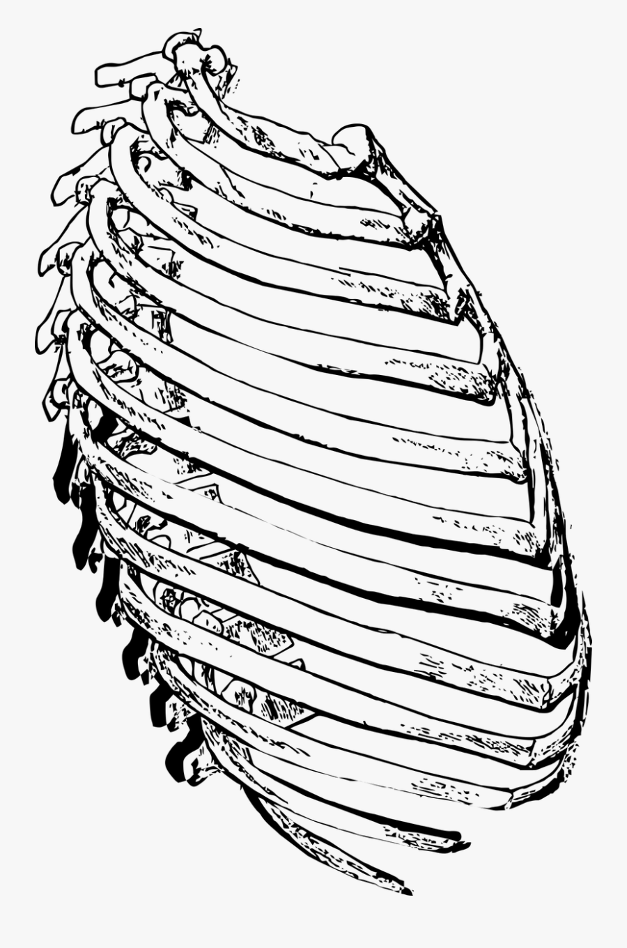 Ribs Side, Rib Cage, Ribs, Rib, Skeleton - Rib, Transparent Clipart