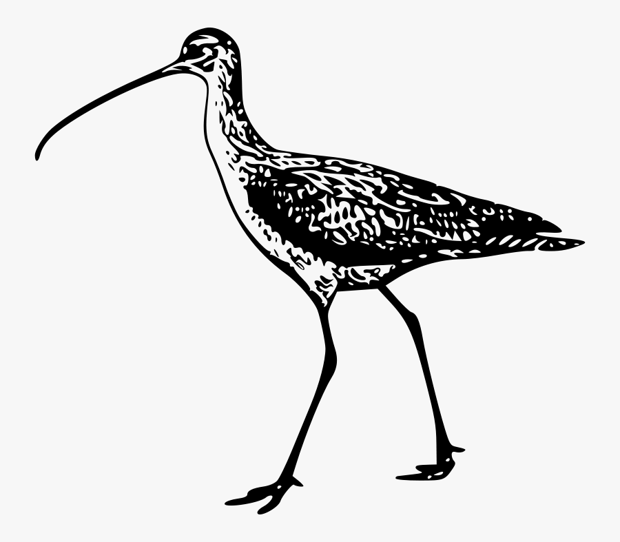 Free Vector Walking Bird Clip Art - Long Billed Curlew Drawing, Transparent Clipart