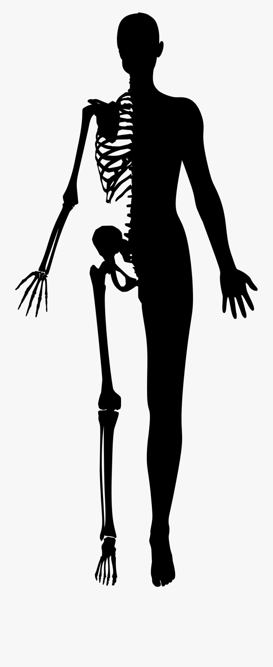 Skeleton Clipart Female Skeleton - Skeleton Silhouette Png, Transparent Clipart