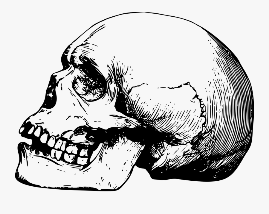 Skeleton Head Png 15, Buy Clip Art - Wo Konsi Cheez Hai Jo Mard Pehne, Transparent Clipart