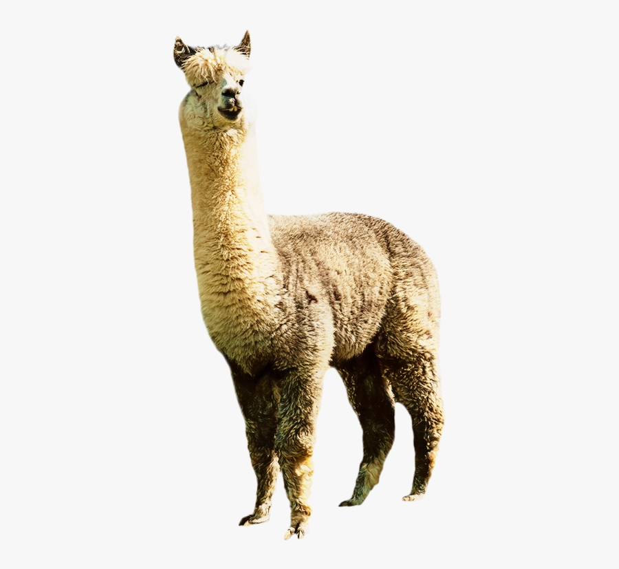 Llama Alpaca Clip Art Image Illustration - Alpaca Png, Transparent Clipart