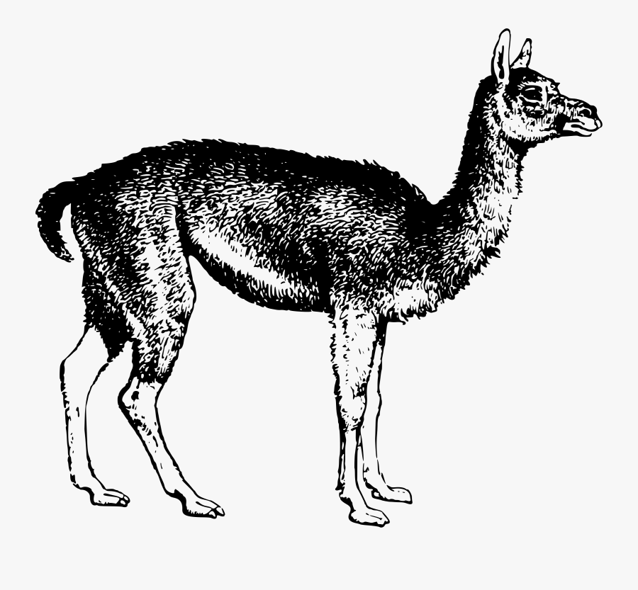 Guanaco - Arabian Camel, Transparent Clipart