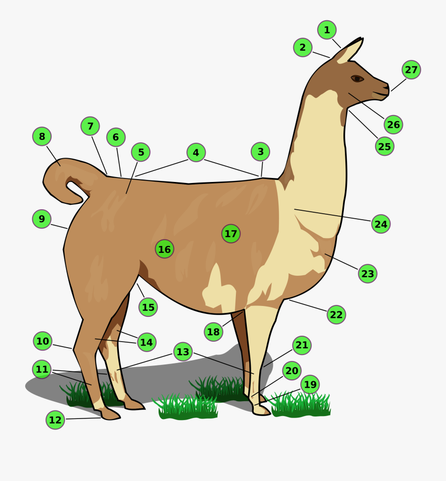 Llama Body Parts, Transparent Clipart
