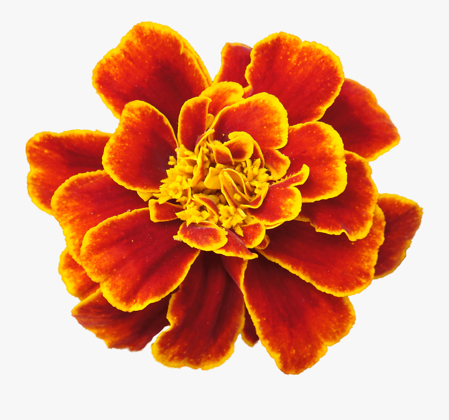 Mexican Flower Clip Art - Marigold Flower White Background, Transparent Clipart